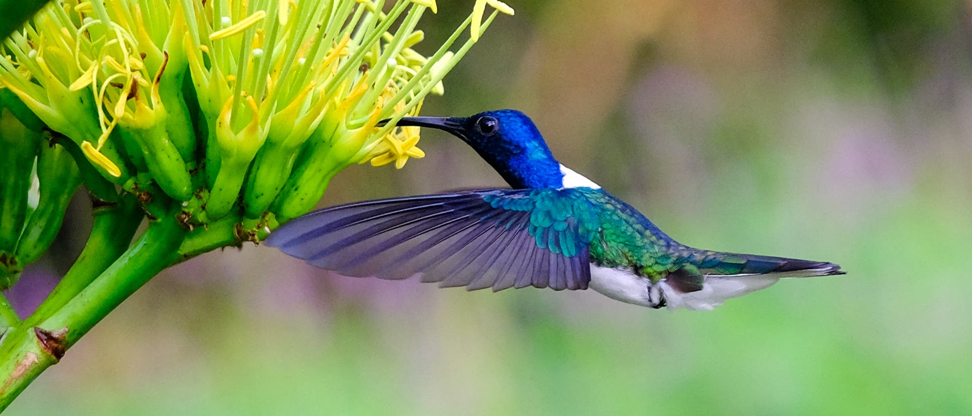 Ein schillernder Kolibri mit blau-grünem Gefieder und weißem Nacken schwebt vor einer gelben Blüte und saugt Nektar. Die Flügel des Vogels sind ausgebreitet, während er in der Luft steht. Der Hintergrund ist unscharf und zeigt grüne und violette Farbtöne, die eine natürliche Umgebung andeuten. Ein schillernder Kolibri mit blau-grünem Gefieder und weißem Nacken schwebt vor einer gelben Blüte und saugt Nektar. Die Flügel des Vogels sind ausgebreitet, während er in der Luft steht. Der Hintergrund ist unscharf und zeigt grüne und violette Farbtöne, die eine natürliche Umgebung andeuten.