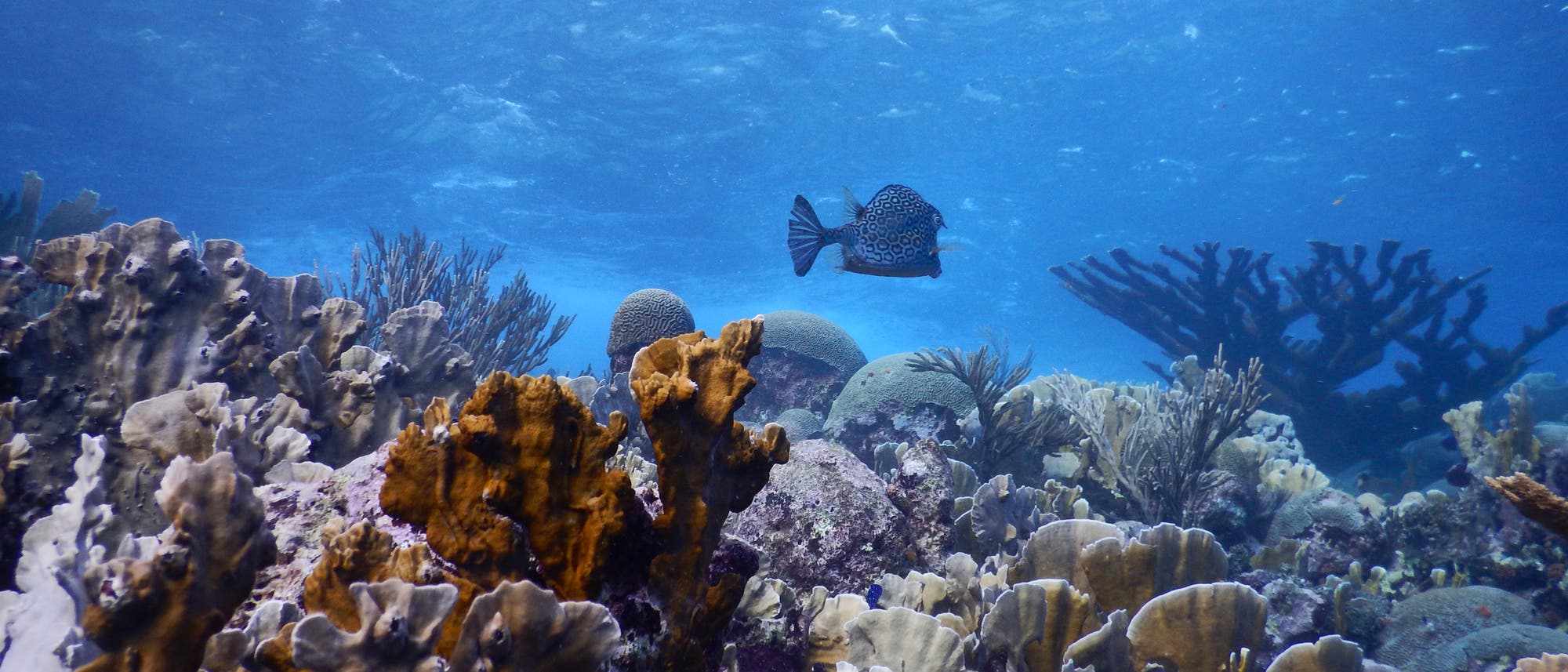 Unterwasseraufnahme eines Korallenriffs in Blue Bay, Curaçao, mit verschiedenen Korallenarten und lebhaften Farben. Ein Bienenwaben-Kofferfisch  schwimmt in der Mitte des Bildes. 