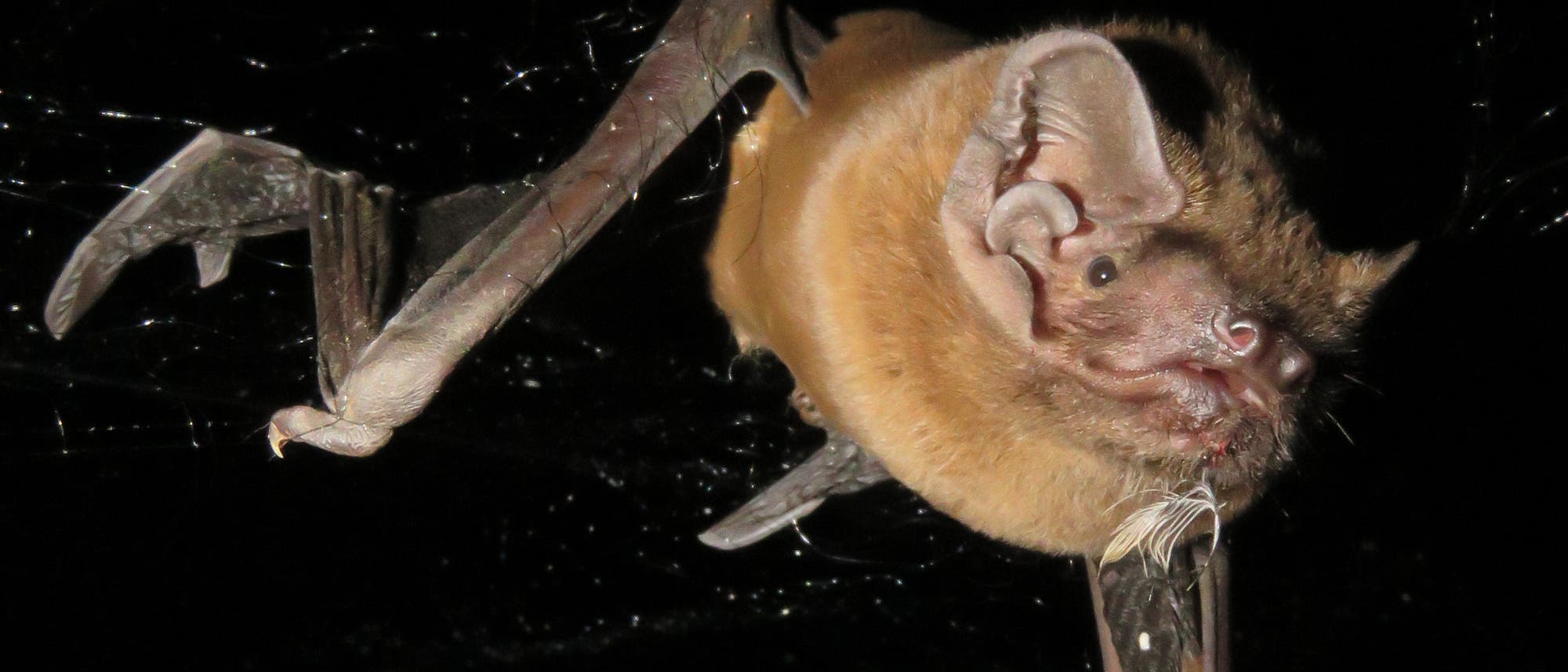 Eine Fledermaus hängt kopfüber in einem Netz aus Spinnweben. Die Flügel sind teilweise ausgebreitet, und die Ohren sind gut sichtbar. Der Hintergrund ist schwarz, was die Fledermaus in den Fokus rückt.