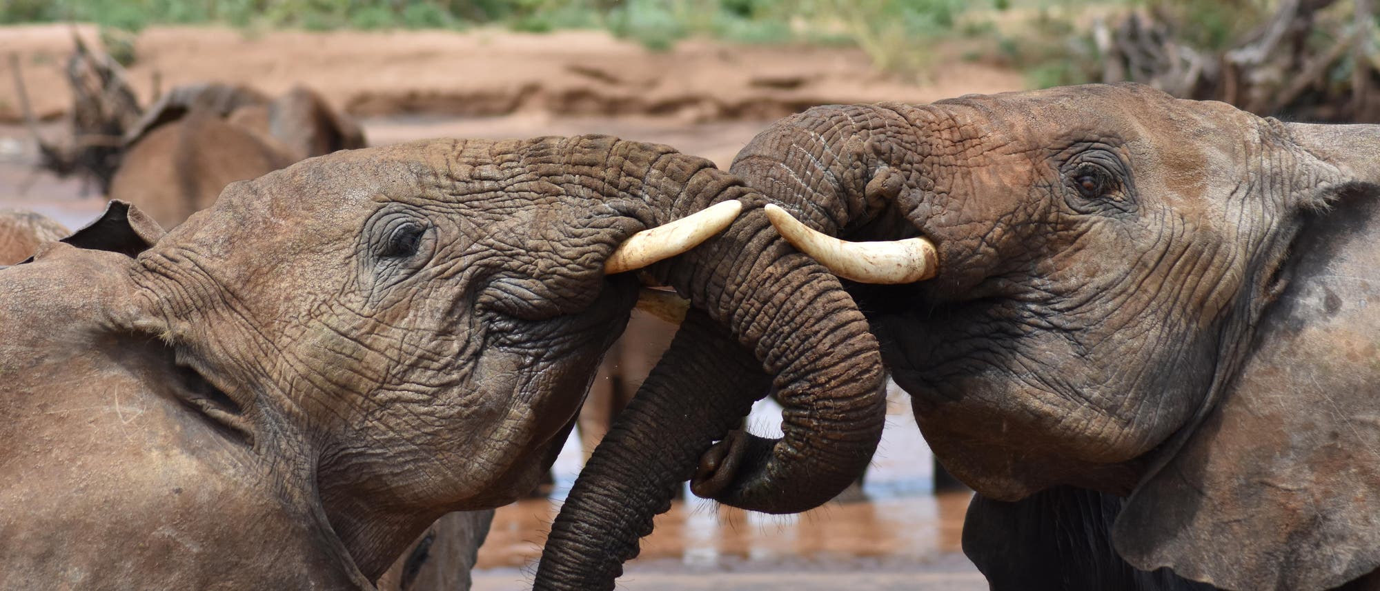 Comunicación: los elefantes se llaman entre sí por su nombre