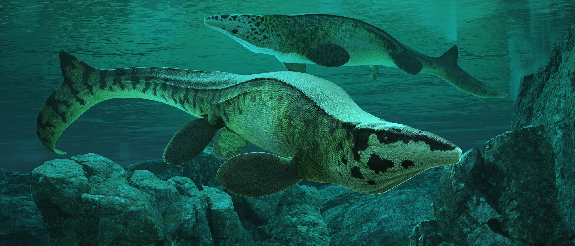 3D-Darstellung von zwei pr&auml;historischen Meeresreptilien, die in einer Unterwasserlandschaft schwimmen. Die Tiere haben lange, schlanke K&ouml;rper mit Flossen und sind in verschiedenen Gr&uuml;nt&ouml;nen gef&auml;rbt. Der Hintergrund zeigt eine felsige Unterwasserumgebung mit sanftem Licht, das durch das Wasser dringt.