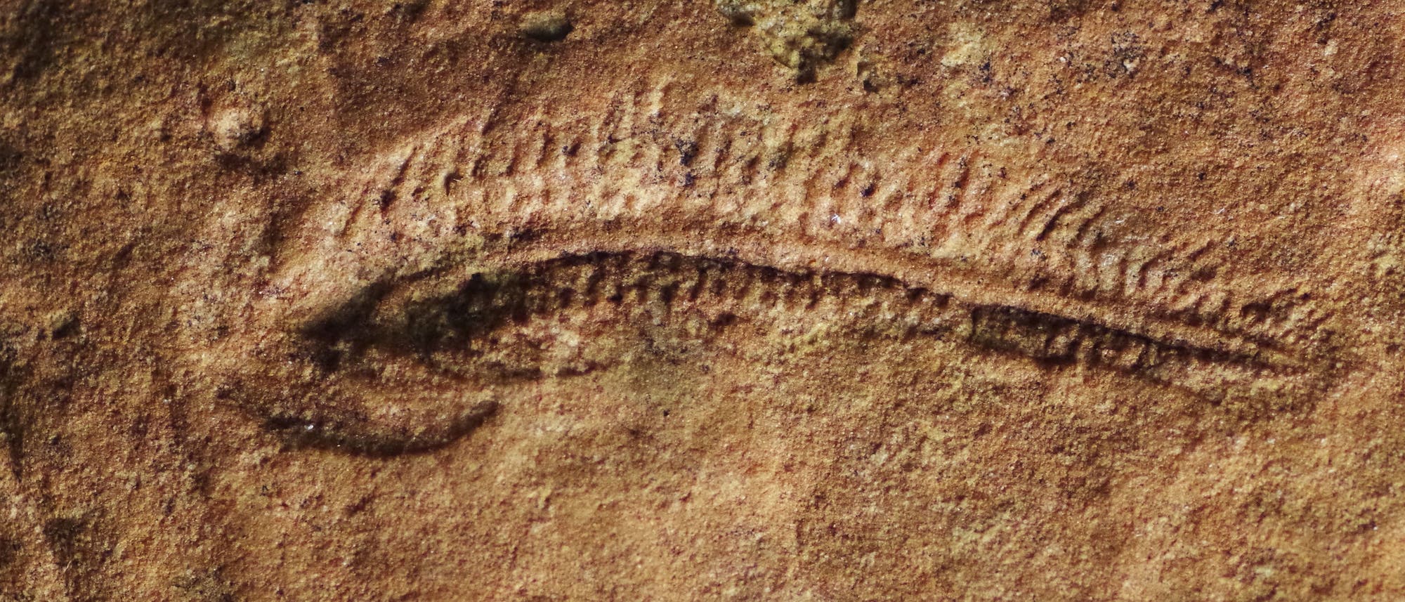Nahaufnahme eines Fossils in einem Gestein, das die Form eines l&auml;nglichen, segmentierten Organismus zeigt. Die Oberfl&auml;che des Gesteins ist rau und weist nat&uuml;rliche Farbvariationen in Braunt&ouml;nen auf. Das Fossil ist horizontal ausgerichtet und hebt sich durch seine feinen, parallelen Linien von der umgebenden Gesteinsstruktur ab.