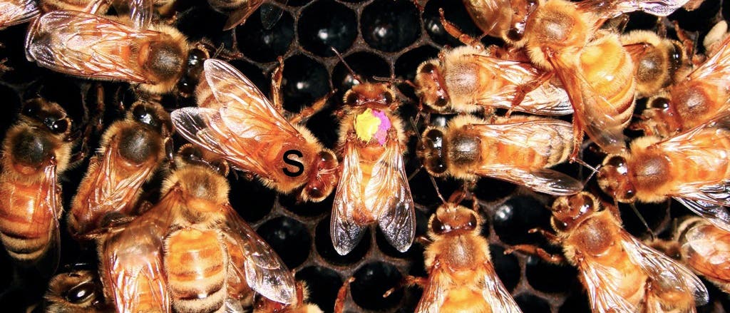 Tanzende Biene erhält Widerspruch