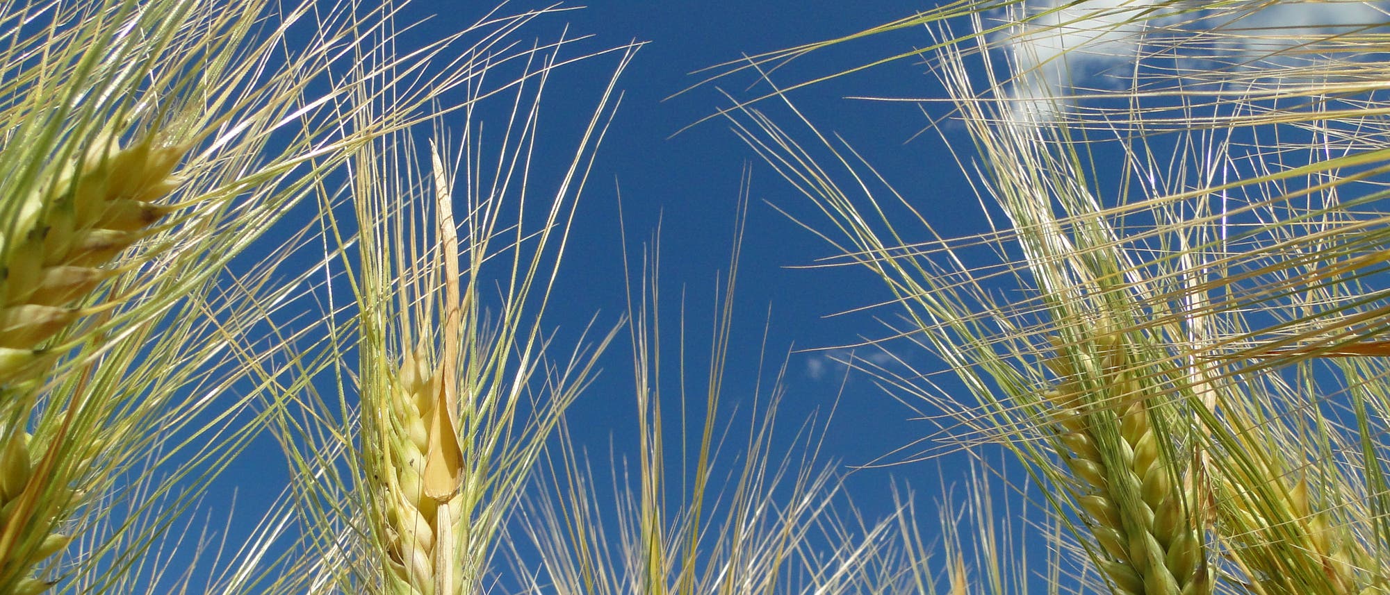 Ein goldenes Gerstenfeld im Sonnenschein, das die reifen Ähren in Nahaufnahme zeigt. Der Himmel ist klar und blau im Hintergrund.