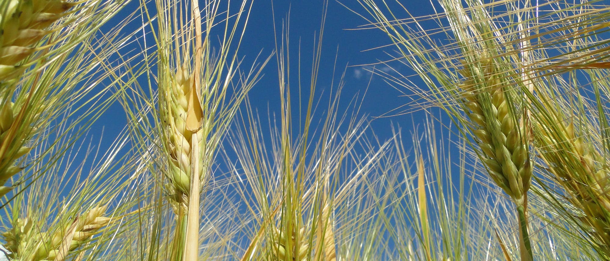 Ein goldenes Gerstenfeld im Sonnenschein, das die reifen Ähren in Nahaufnahme zeigt. Der Himmel ist klar und blau im Hintergrund.