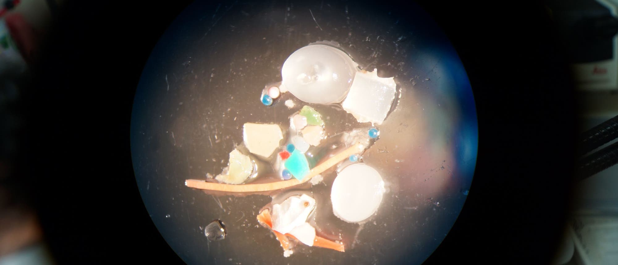 Plastikpartikel unter dem Mikroskop
