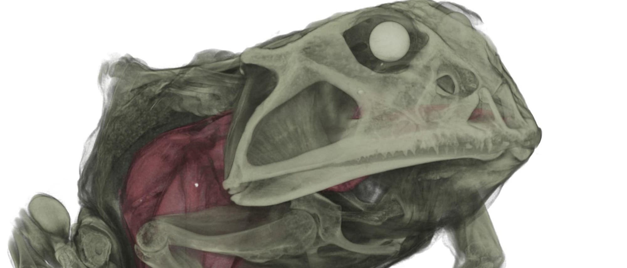 Schmuckhornfrosch im Scan Schmuckhornfrosch im Scan