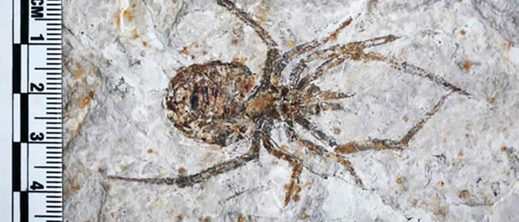 Dies ist keine Spinne. Es ist allerdings auch kein Surrealismus, sondern einfach eine gut gemachte Fälschung, die aussieht wie das Fossil einer Spinne.