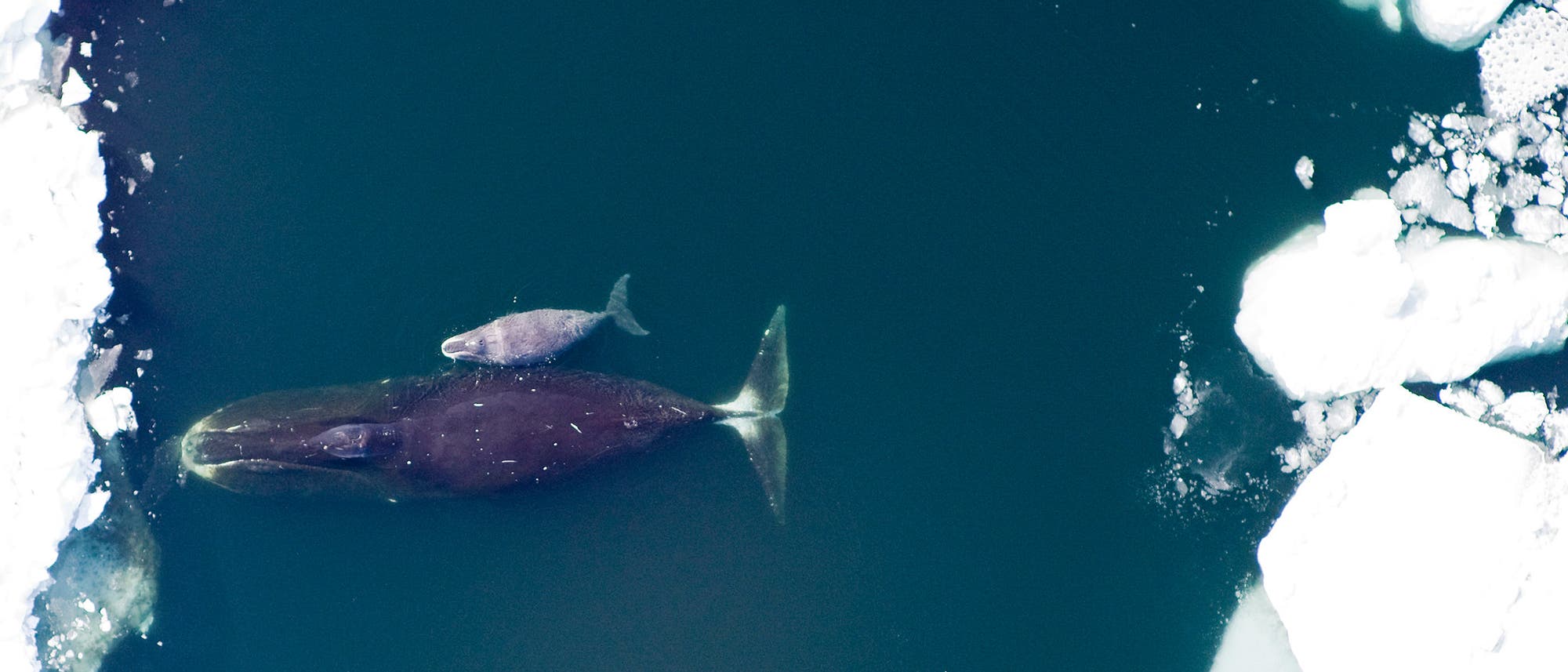 Grönlandwale im Packeis