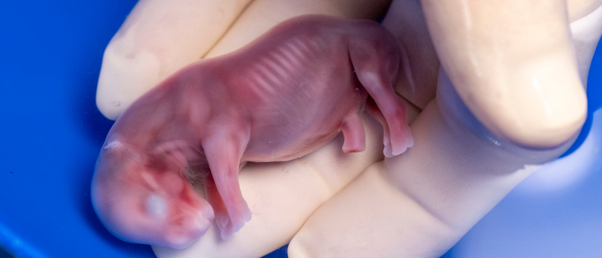 Ein Nashorn-Embryo liegt in einer Hand