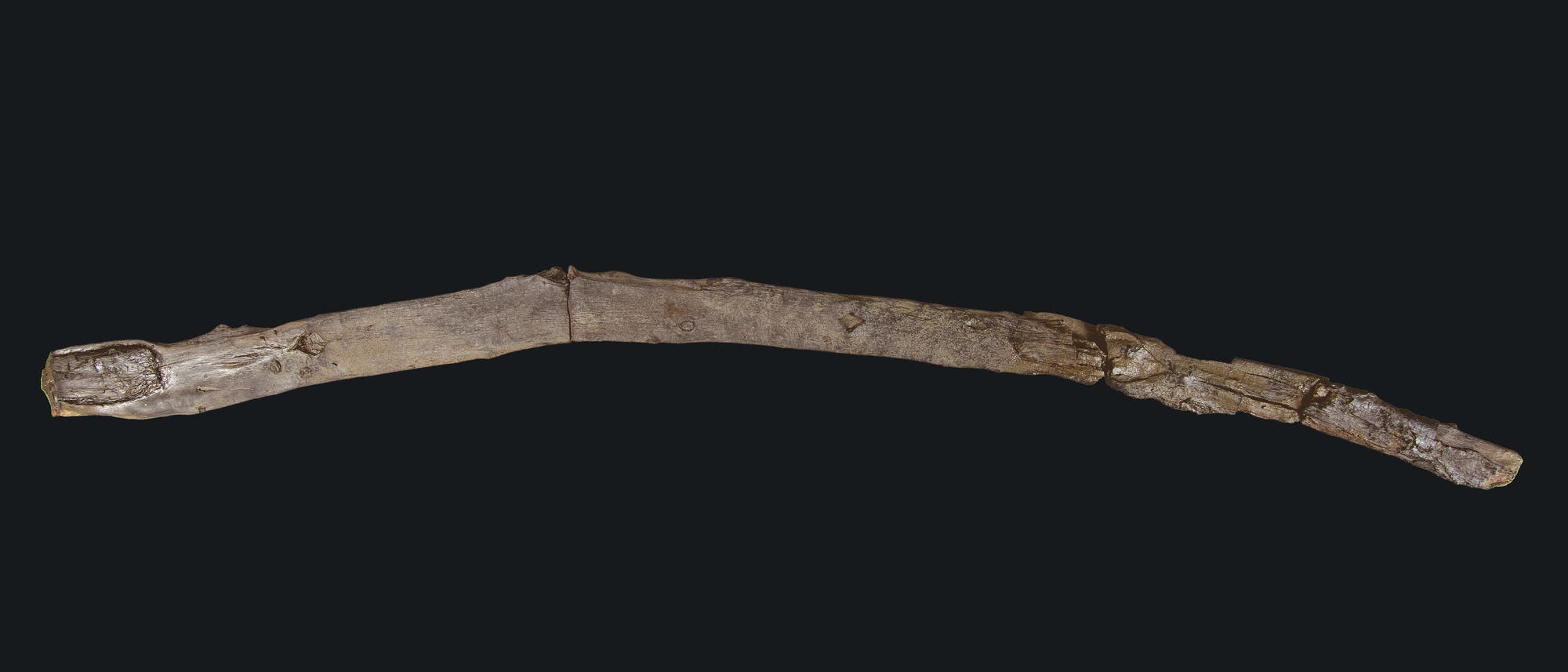 Ein Stock, der horizontal auf einem dunklen Hintergrund liegt. Das Holzst&uuml;ck ist lang und leicht gebogen, mit sichtbaren Verbindungen und Verf&auml;rbungen, die auf Alter und Verwitterung hinweisen. Die Oberfl&auml;che ist uneben und zeigt nat&uuml;rliche Texturen und Details.