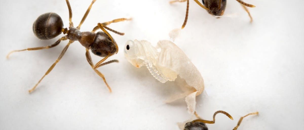 Drei Ameisen umgeben eine wei&szlig;e Puppenform auf einer hellen Oberfl&auml;che. Die Ameisen sind dunkelbraun und scheinen die Puppe zu untersuchen. Die Szene zeigt ein typisches Verhalten von Ameisen in ihrer nat&uuml;rlichen Umgebung.