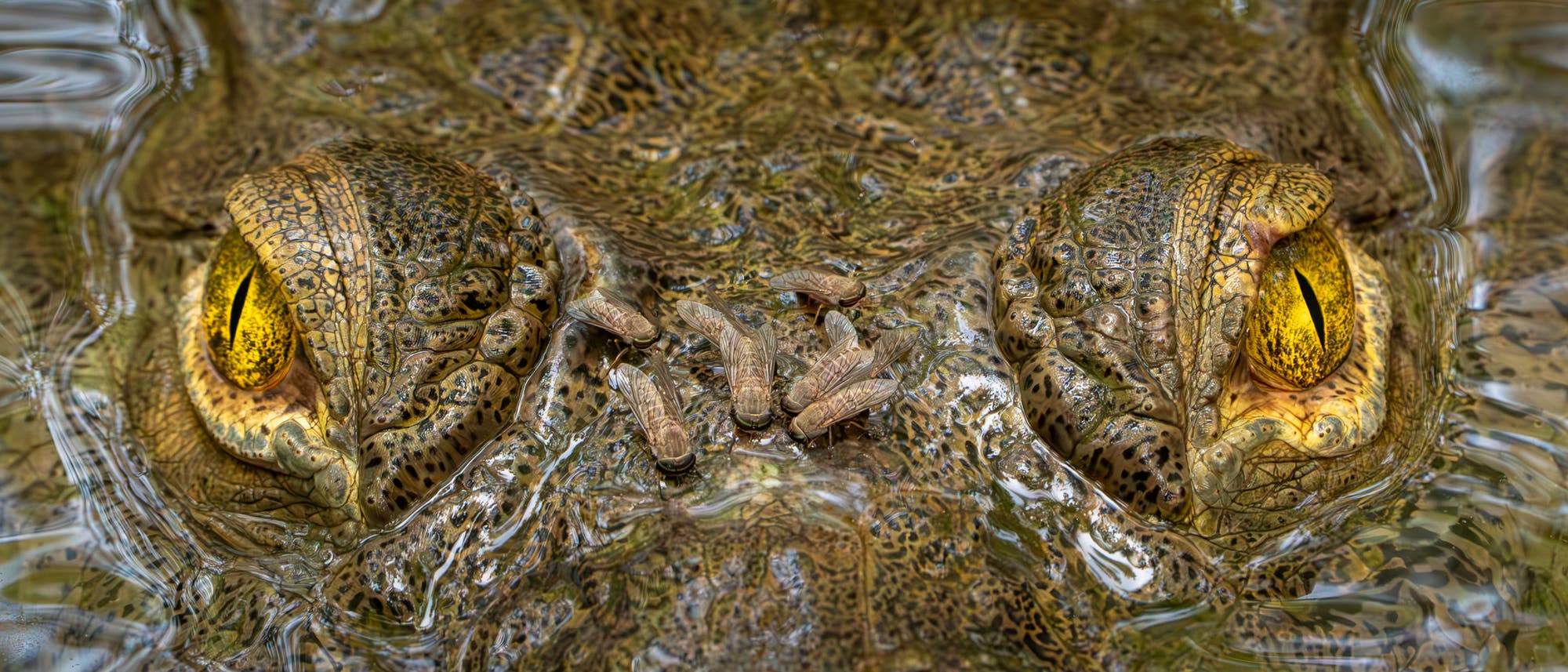 Nahaufnahme eines Krokodilkopfes im Wasser, mit gelben Augen und detaillierter Hautstruktur. Mehrere Insekten sitzen auf der Haut des Krokodils. Die Textur und Farbe der Haut sind gut sichtbar, was die Tarnung im Wasser verdeutlicht.
