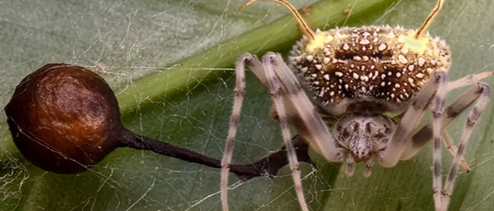 Eine Spinne sitzt auf einem grünen Blatt. Ihr Körper ist mit kleinen, weißen Punkten bedeckt. Neben der Spinne befindet sich ein braunes, kugelförmiges Objekt, das mit einem dünnen Stiel verbunden ist. Feine Spinnweben sind um die Spinne und das Objekt sichtbar. Eine Spinne sitzt auf einem grünen Blatt. Ihr Körper ist mit kleinen, weißen Punkten bedeckt. Neben der Spinne befindet sich ein braunes, kugelförmiges Objekt, das mit einem dünnen Stiel verbunden ist. Feine Spinnweben sind um die Spinne und das Objekt sichtbar.