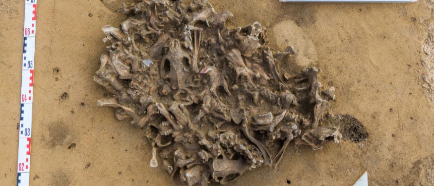 Eine arch&auml;ologische Ausgrabungsst&auml;tte mit freigelegten Knochenresten auf sandigem Boden. Links im Bild ist ein Ma&szlig;stab zu sehen. 