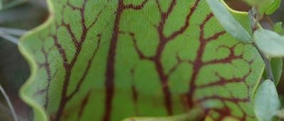 Eine Welt für sich: Das Innere einer Schlauchblattpflanze