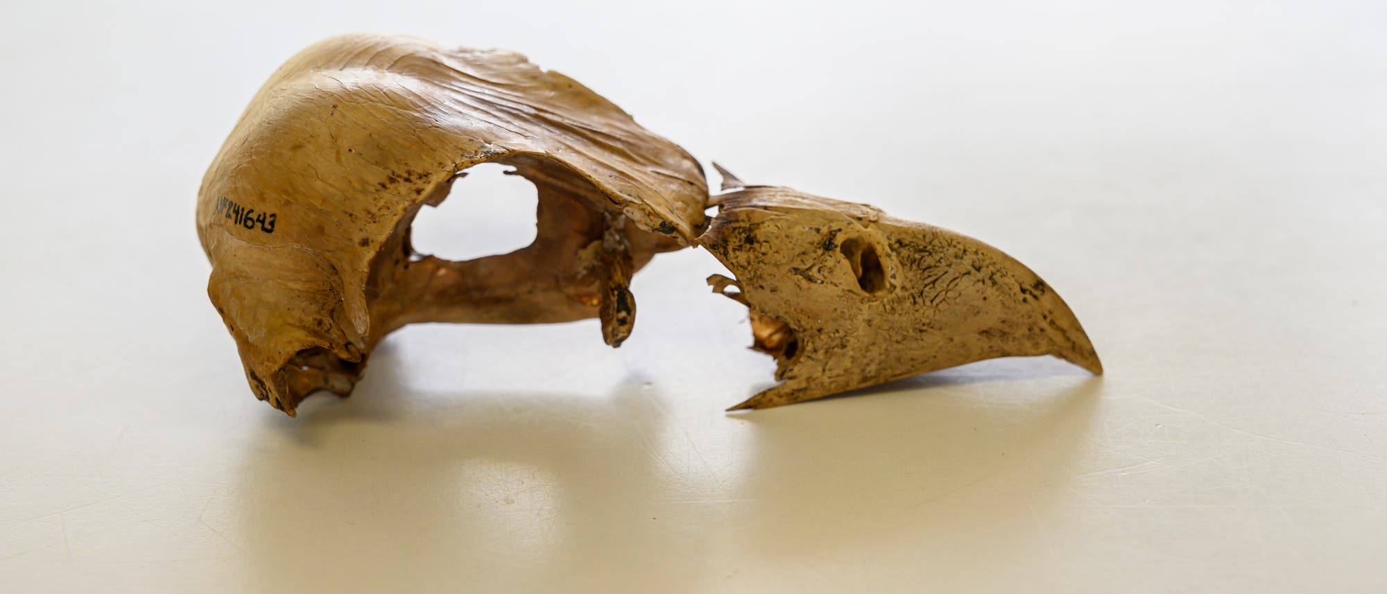 Schädel des ausgestorbenen Geierfalken Caracara creightoni