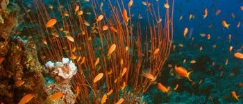 Gesundes Riff im Roten Meer