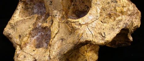 Fossiler Schädel eines Paranthropus