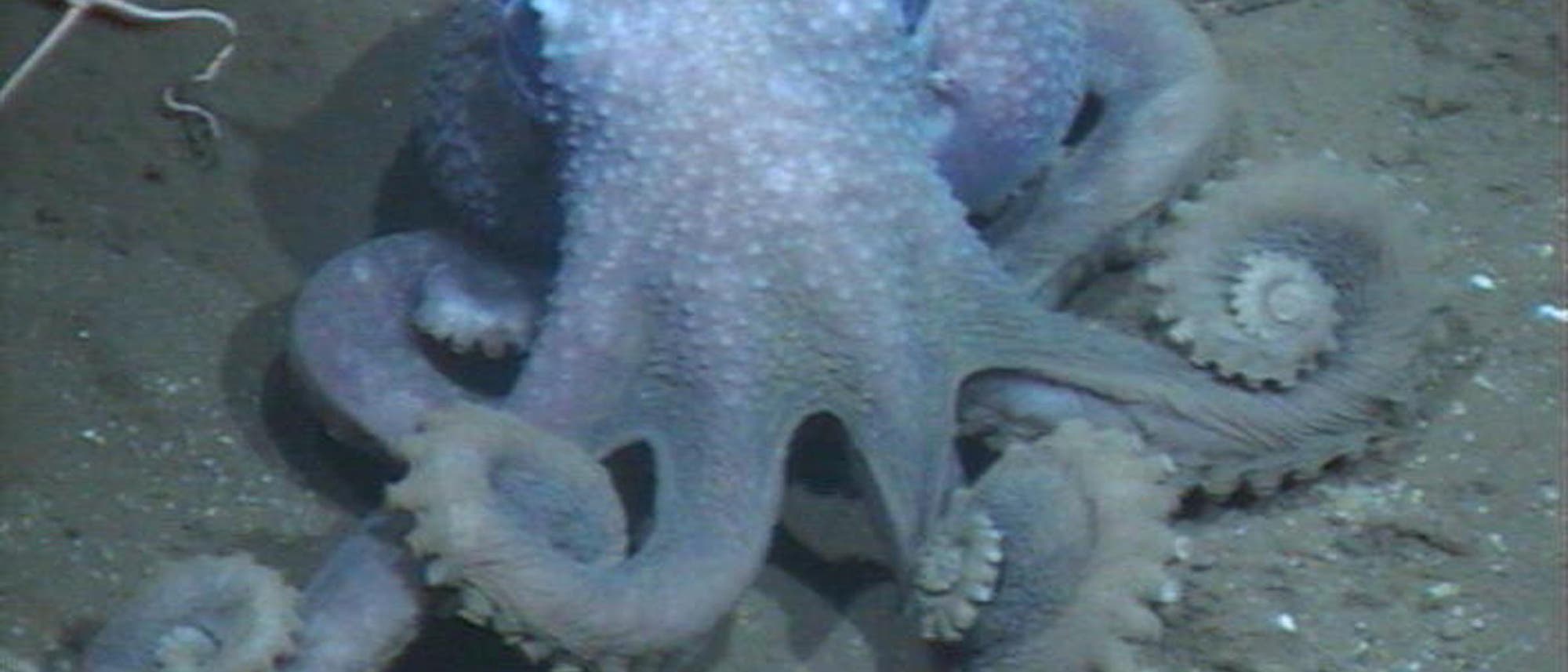 Ein sehr verwarzter Tiefsee-Oktopus.