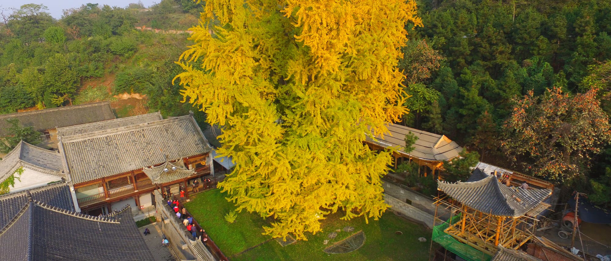 Ein großer, goldgelber Ginkgobaum steht im Zentrum eines traditionellen chinesischen Tempelhofs, umgeben von historischen Gebäuden mit grauen Ziegeldächern. Besucher sind entlang eines Weges zu sehen, der den Baum umgibt. Im Hintergrund erstreckt sich ein bewaldeter Hügel. Die Szene vermittelt eine ruhige, herbstliche Atmosphäre. Ein großer, goldgelber Ginkgobaum steht im Zentrum eines traditionellen chinesischen Tempelhofs, umgeben von historischen Gebäuden mit grauen Ziegeldächern. Besucher sind entlang eines Weges zu sehen, der den Baum umgibt. Im Hintergrund erstreckt sich ein bewaldeter Hügel. Die Szene vermittelt eine ruhige, herbstliche Atmosphäre.