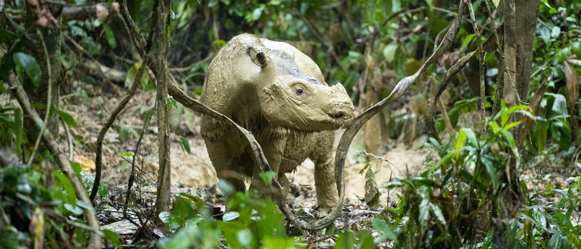 Ein Nashorn, bedeckt mit Schlamm, bewegt sich durch einen dichten, grünen Dschungel. Die Umgebung ist üppig mit Pflanzen und Bäumen bewachsen, die eine natürliche, wilde Atmosphäre schaffen. Das Nashorn scheint sich vorsichtig seinen Weg durch das Dickicht zu bahnen. Ein Nashorn, bedeckt mit Schlamm, bewegt sich durch einen dichten, grünen Dschungel. Die Umgebung ist üppig mit Pflanzen und Bäumen bewachsen, die eine natürliche, wilde Atmosphäre schaffen. Das Nashorn scheint sich vorsichtig seinen Weg durch das Dickicht zu bahnen.