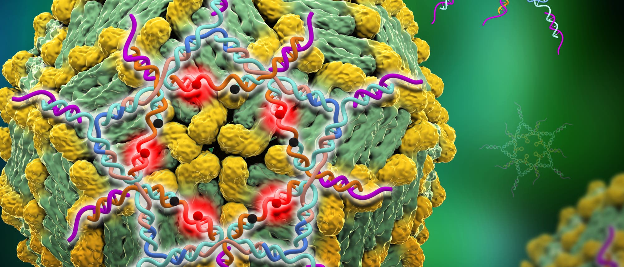 Gebastelter DNA-Stern fängt Viren