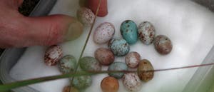 Eier der Rahmbrustprimie und ihres Parasiten