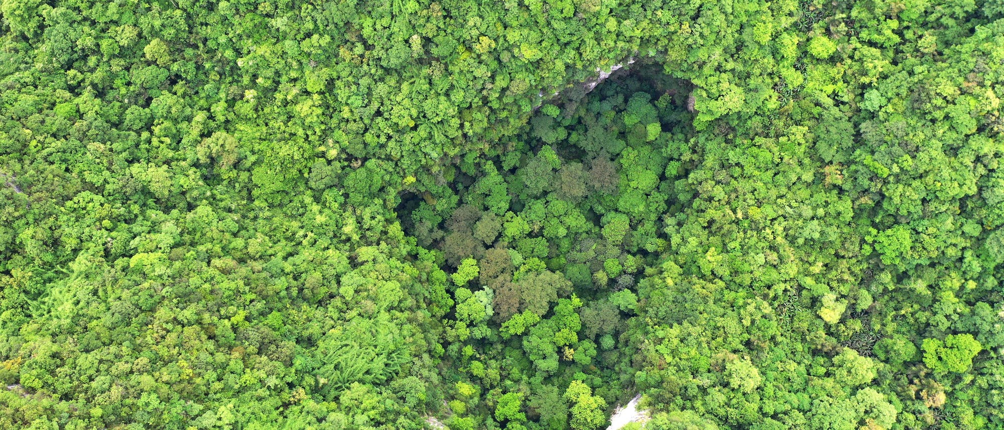 Luftbild eines Ökosystems: Im dichten Regenwald Südchinas mit vielen unterschiedlich grünen Baumarten klafft ein Loch, in dem ebenfalls unterschiedliche Pflanzenarten wachsen. Das Loch wird umgrenzt von steilen, kalkweißen Felsen.