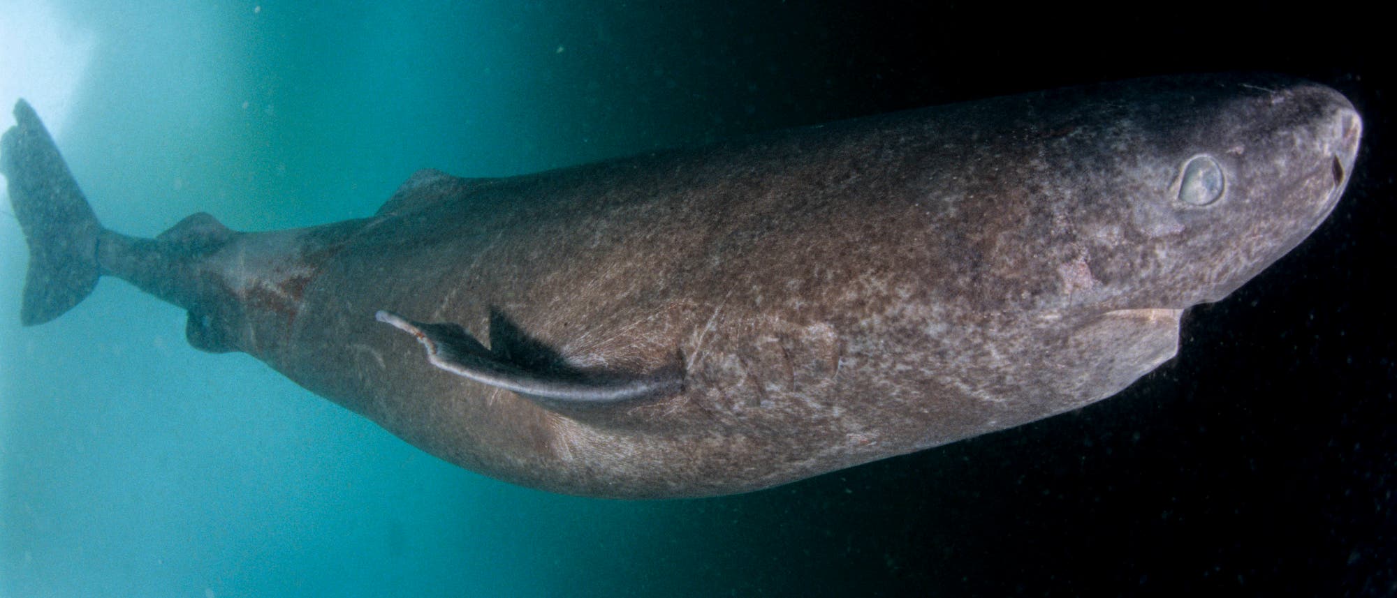 Ein Grönlandhai (Somniosus microcephalus) schwimmt unter Eis.