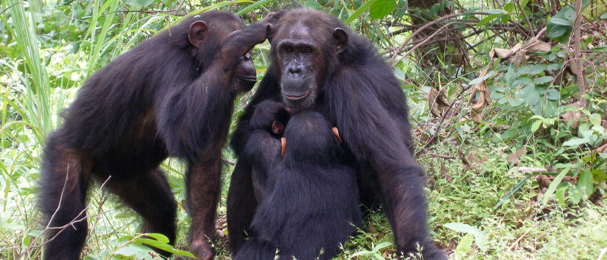 Schimpansen im Gombe National Park: Gaia mit ihrer Mutter Gremlin