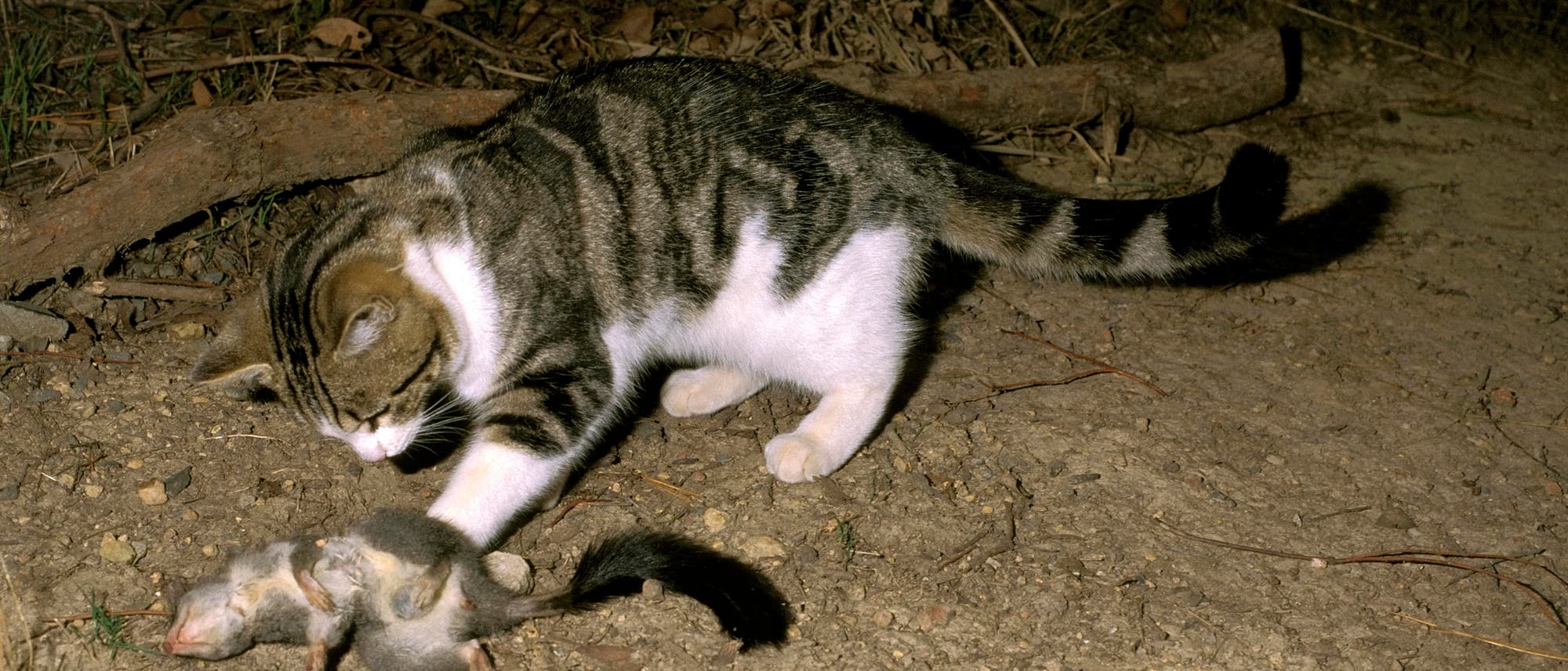 Eine getigerte Katze mit weißen Pfoten und Brust hat eben ein kleines grauweißes Beuteltier mit auffällig dunklem, buschigem Schwanz getötet, das vor der Katze liegt. Im Hintergrund sind trockene Blätter und Äste zu sehen. Die Szene findet im Freien statt, möglicherweise in einem Waldgebiet. Eine getigerte Katze mit weißen Pfoten und Brust hat eben ein kleines grauweißes Beuteltier mit auffällig dunklem, buschigem Schwanz getötet, das vor der Katze liegt. Im Hintergrund sind trockene Blätter und Äste zu sehen. Die Szene findet im Freien statt, möglicherweise in einem Waldgebiet.