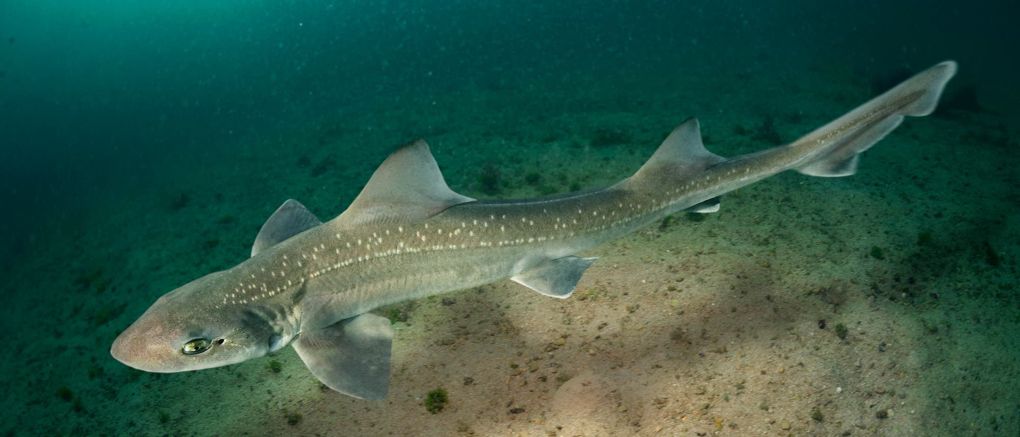 Ein Hai schwimmt über einem sandigen Meeresboden in klarem, grünlichem Wasser. Der Hai hat eine schlanke Form mit markanten Rückenflossen und graue Haut, die mit kleinen weißen Flecken bedeckt ist. Die Umgebung ist ruhig und zeigt keine anderen Meereslebewesen. Ein Hai schwimmt über einem sandigen Meeresboden in klarem, grünlichem Wasser. Der Hai hat eine schlanke Form mit markanten Rückenflossen und graue Haut, die mit kleinen weißen Flecken bedeckt ist. Die Umgebung ist ruhig und zeigt keine anderen Meereslebewesen.