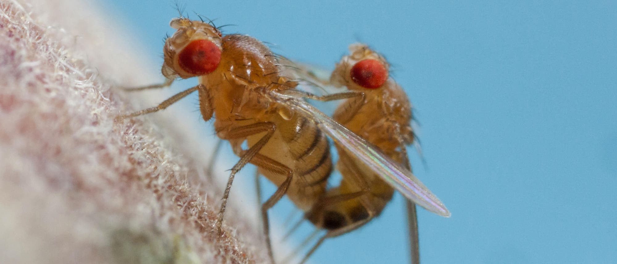 Taufliegen bei der Paarung