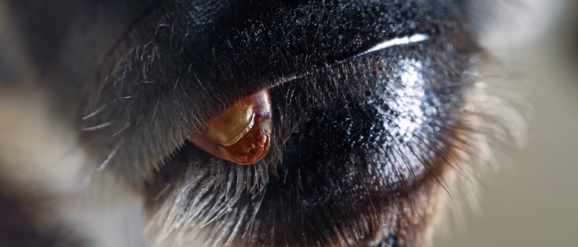 Ein parasitärer, bräunlicher Fächerflügler hat es sich im Hinterleib einer dunklen Biene gemütlich gemacht. Nur ein Teil des Parasiten ist zu sehen.
