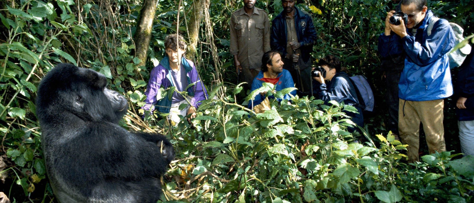 Menschen stehen im Bergregenwald vor einem Berggorilla-Silberrücken und fotografieren ihn.