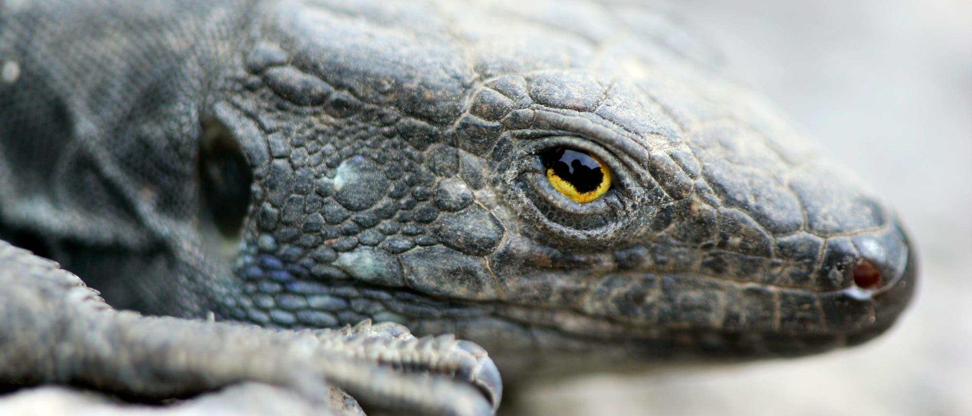 Nahaufnahme eines Reptilienkopfes mit detaillierter Schuppenstruktur. Das Auge ist gelb mit einer schwarzen Pupille. Die Umgebung ist unscharf, was den Fokus auf das Reptil lenkt.