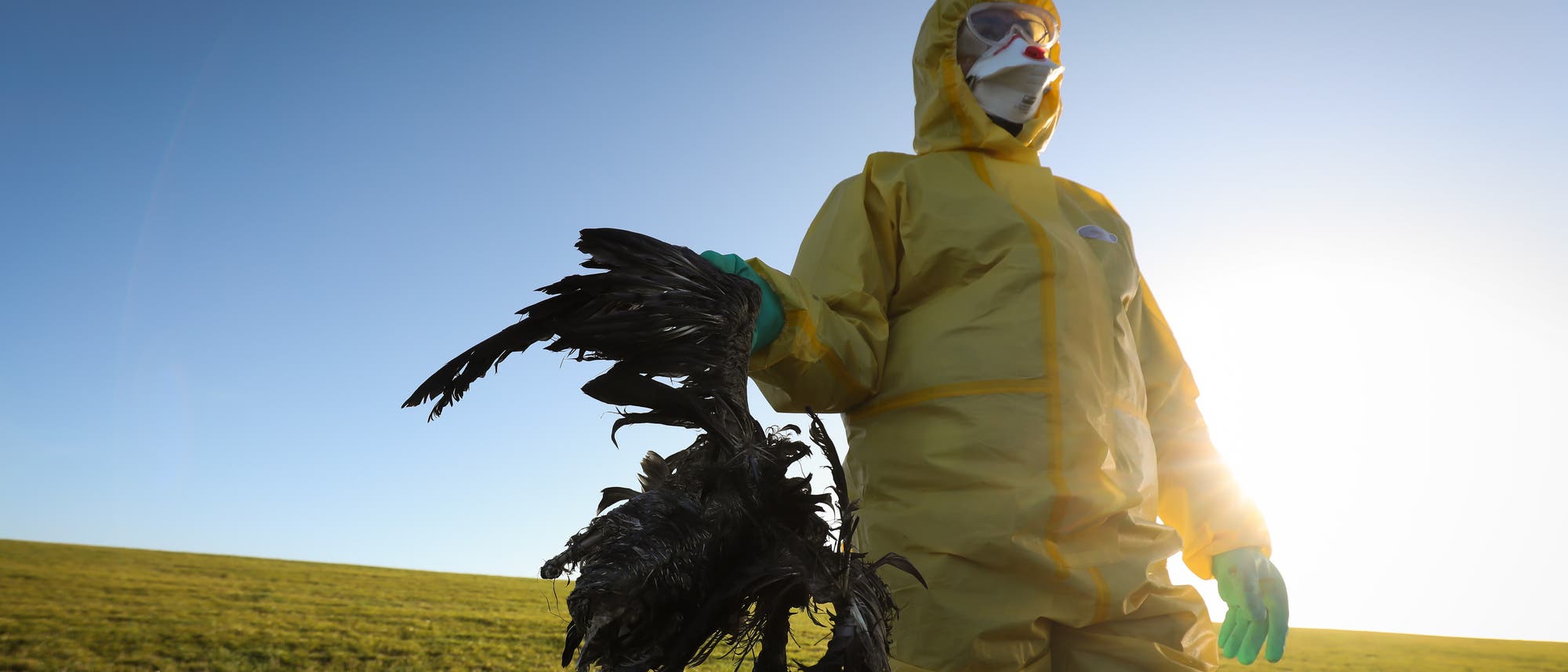 Auch im deutschen Wattenmeer hat die Vogelgrippe schon zugeschlagen