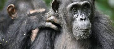 Schimpansen bevorzugen reife Frauen