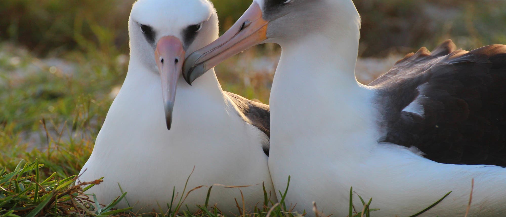 Laysan-Albatros Wisdom mit Partner Akeakamai