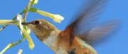 Kolibri an einer Tabakpflanze