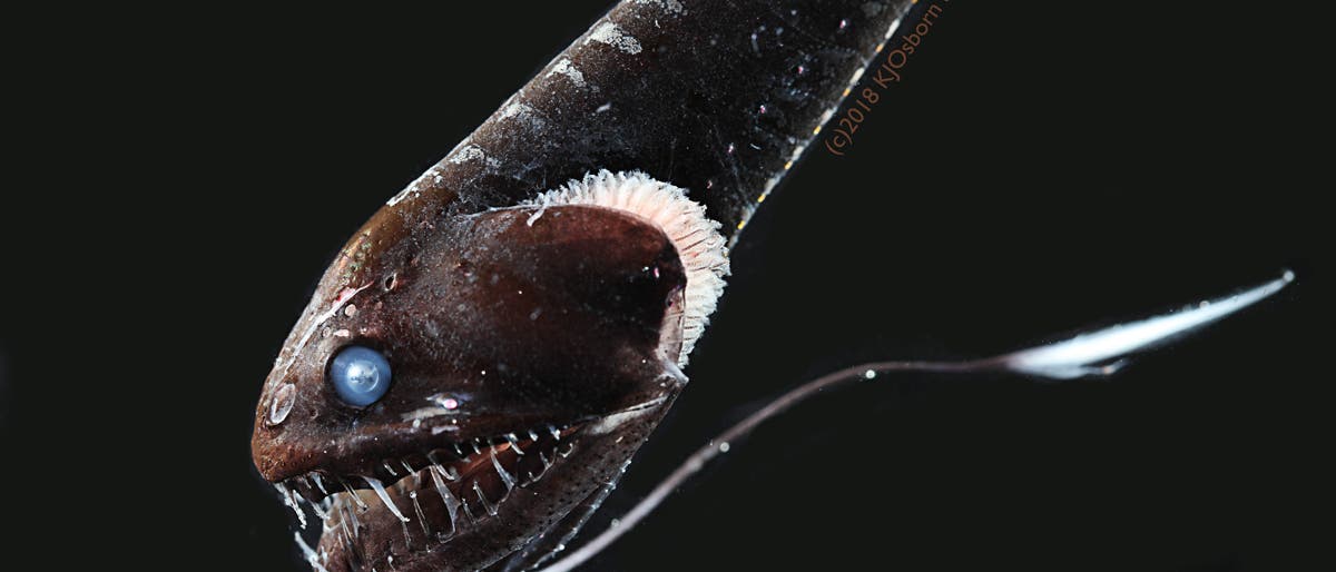 Ein Tiefsee-Drachenfisch mit extrem schwarzer Haut
