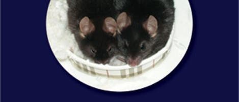 Mäuse vor Nestalternativen