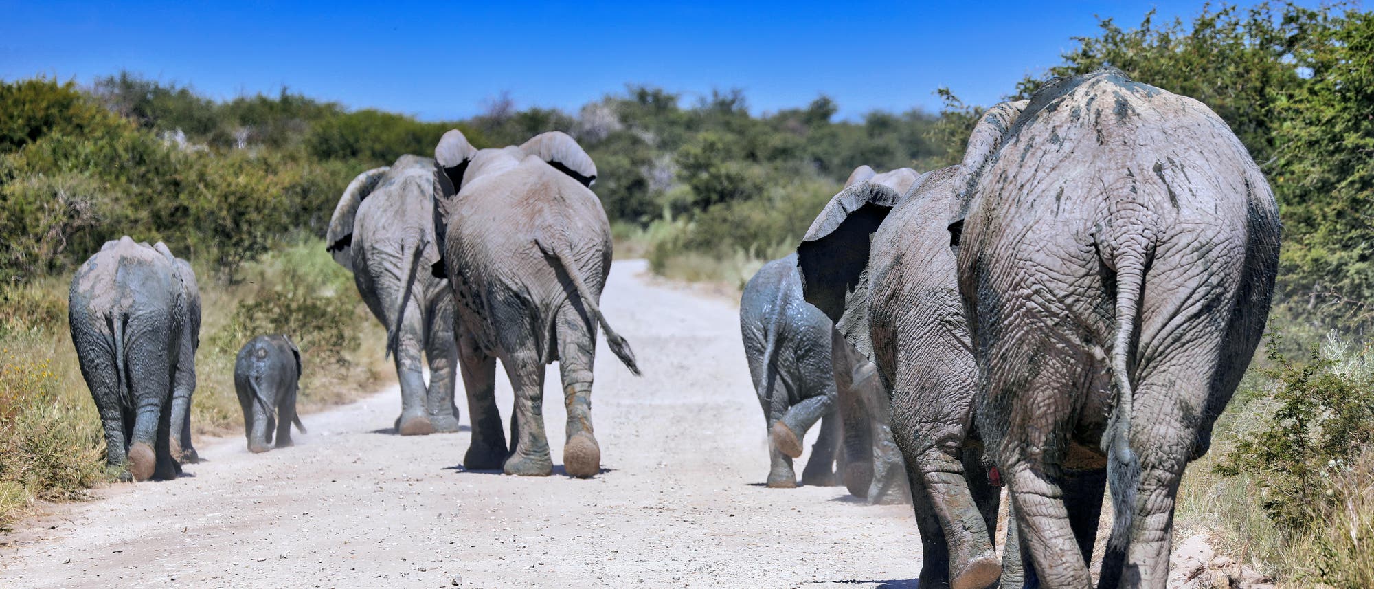 Namibische Elefanten