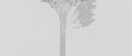 Baum des Devon: <i>Wattieza</i> auf <i>Eospermatopteris</i>