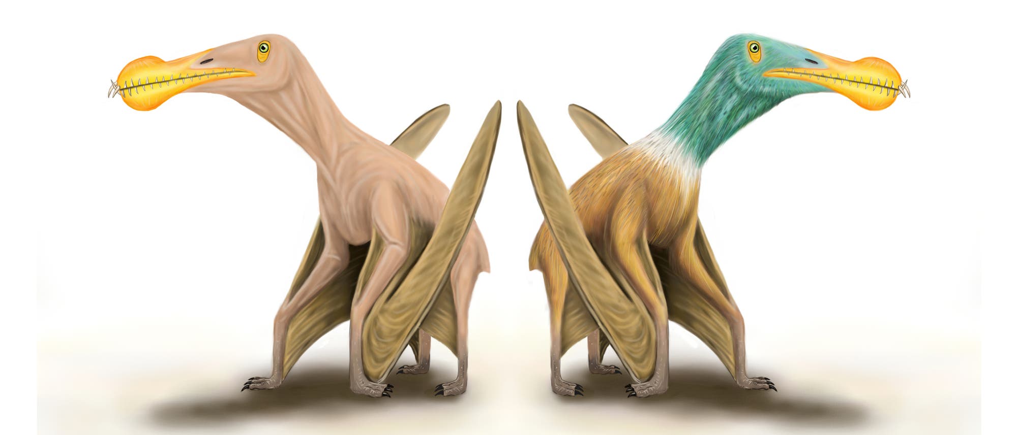 Hatten Pterosaurier ein Federkleid (rechts), oder waren sie kahl (links)?