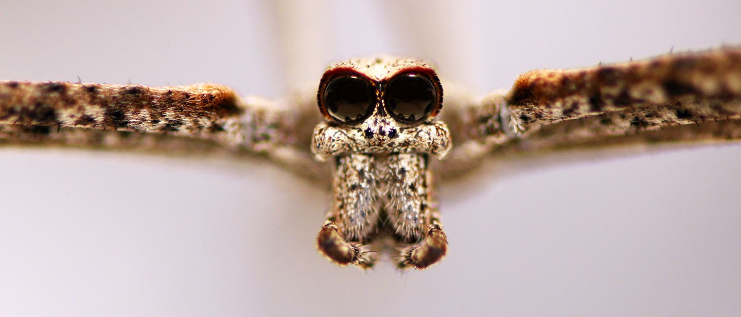 Die großen Spinnenaugen der Deinopidae sind in der Frontalansicht besonders gut zu erkennen.