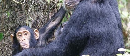 Schimpansenmutter mit Jungem