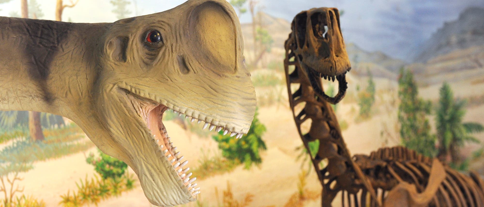 Ein Modell des Dinosauriers Europasaurus holgeri