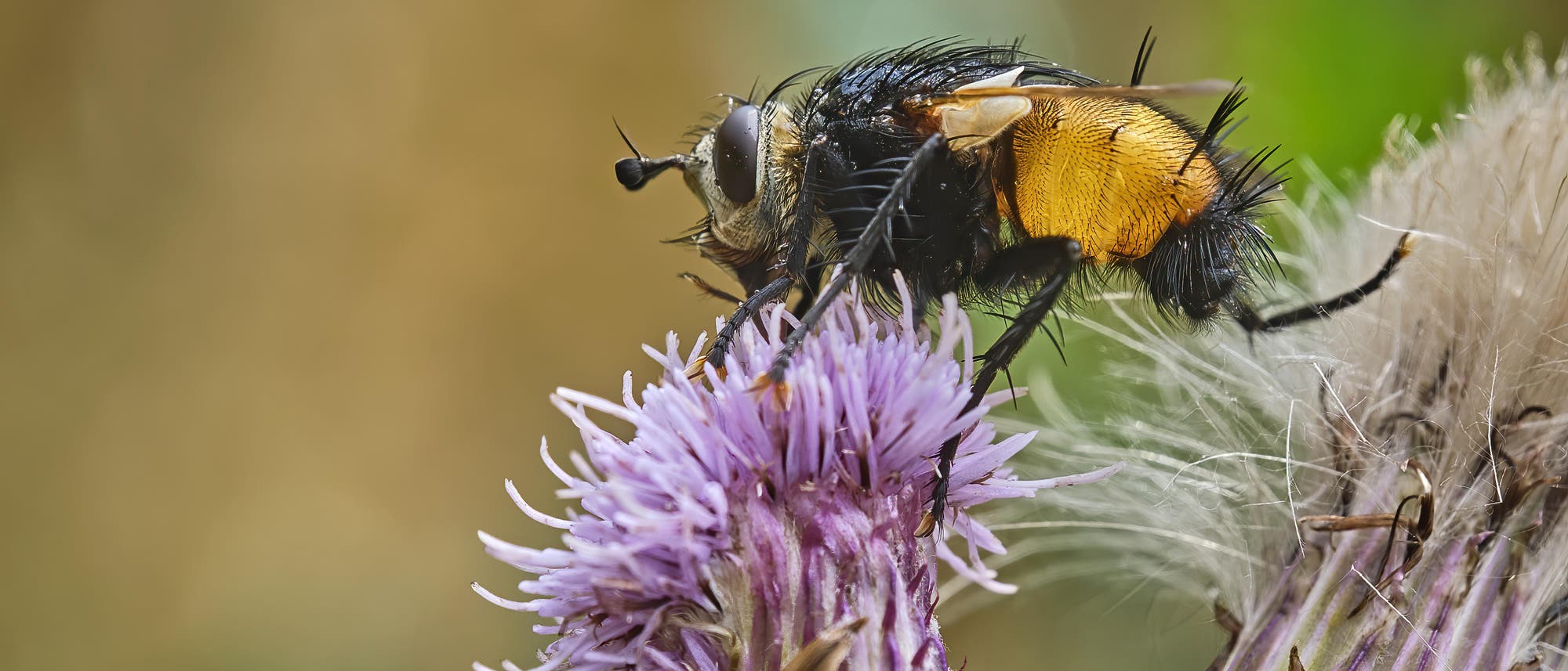 Eine schwarze-orange Igelfliege sitzt auf einer violetten Distelblüte. Gut zu erkennen sind die schwarzen Borsten am Hinterleib der Fliege, die von der Seite fotografiert ist. 